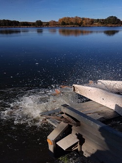 Karpfen auf der Rutsche